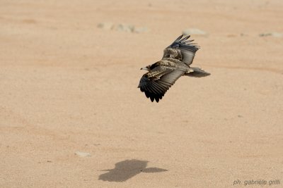 Egyptian Vulture (Neophron percnopterus)