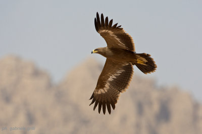 Steppe Eagle (Aquila nipalensis)