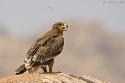 Steppe Eagle (Aquila nipalensis)