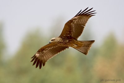 Black Kite (Milvus migrans)