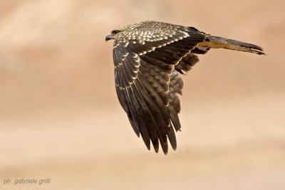 Black Kite (Milvus migrans)