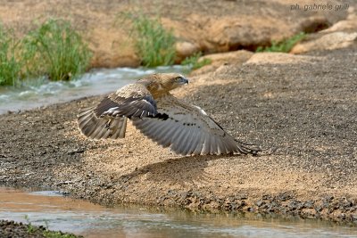 Short-toed Eagle (Circaetus gallicus)