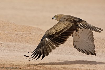 Short-toed Eagle (Circaetus gallicus)