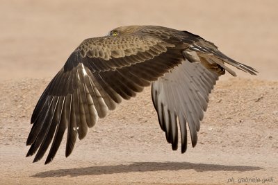 Short-toed Eagle (Circaetus gallicus)