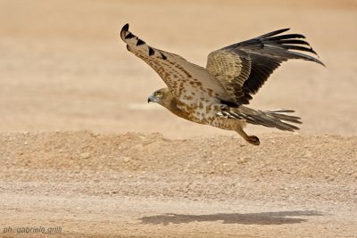 Short-toed Eagle (Circaetus gallicus)