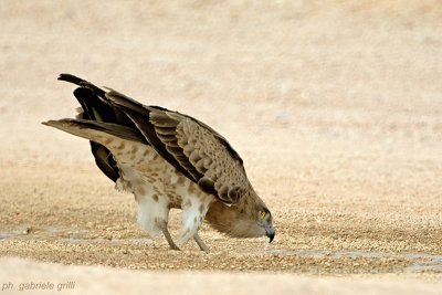 Short-toed Eagle (Circaetus gallicus)