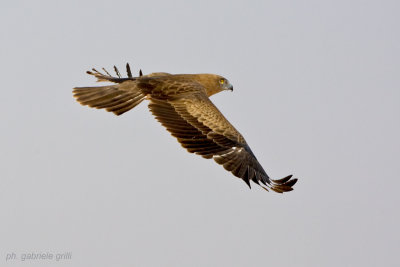 Short-toed Eagle (Circaetus gallicus)