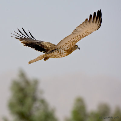 Short-toed Eagle (Circaetus gallicus)