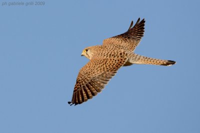 Kestrel (Falco tinnunculus)