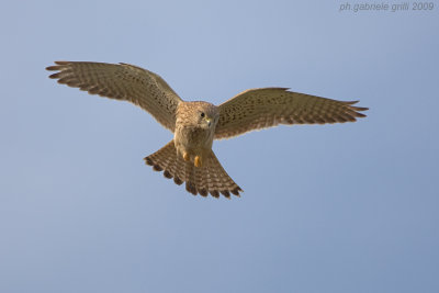 Kestrel (Falco tinnunculus)