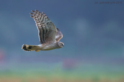 Hen Harrier (Circus cyaneus)