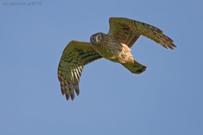 Hen Harrier (Circus cyaneus)