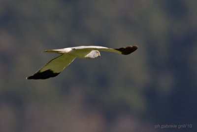 Hen Harrier (Circus cyaneus)