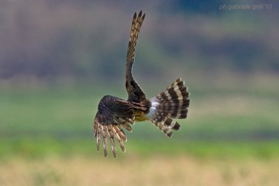 Hen Harrier (Circus cyaneus)
