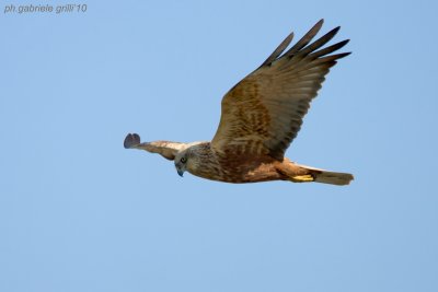 Marsh Harrier (Circus aeruginosus)