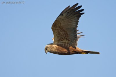 Marsh Harrier (Circus aeruginosus)