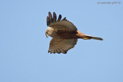 Marsh Harrier (Circus aeruginosus)