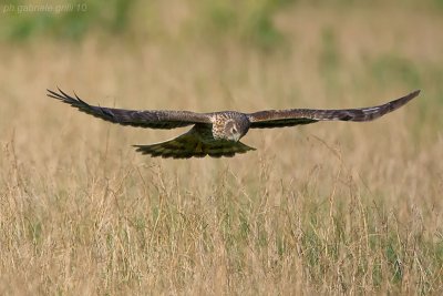 Hen Harrier (Circus cyaneus)