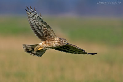 Hen Harrier (Circus cyaneus)