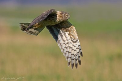 Hen Harrier (Circus cyaneus)