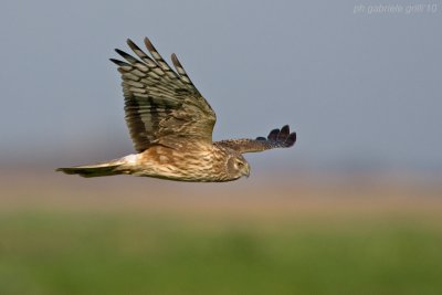Hen Harrier (Circus cyaneus)