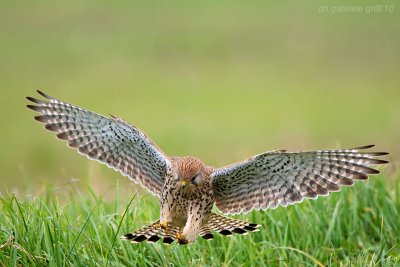 Kestrel (Falco tinnunculus)