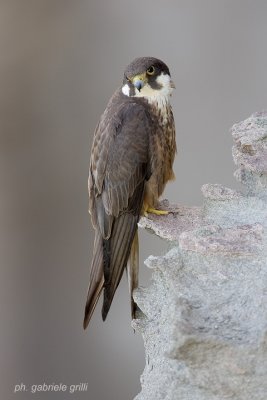 Eleonora's Falcon  (Falco eleonorae)