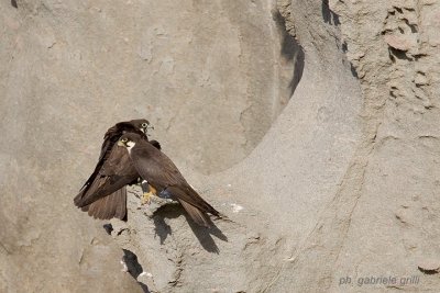 Eleonora's Falcon  (Falco eleonorae)