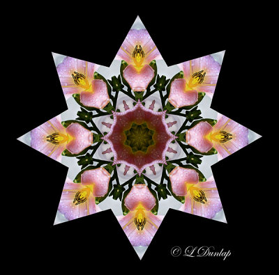 142 Lily 5 Kaleidoscope