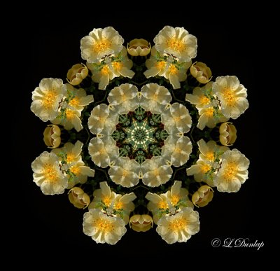 143 Gold Roses Kaleidoscope 3