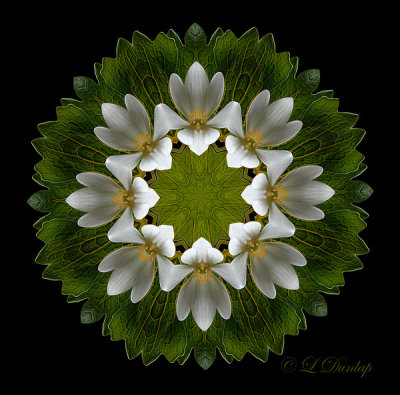 148 Bloodroot Kaleidoscope 3