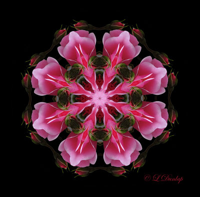 121 Pink Rose Kaleidoscope