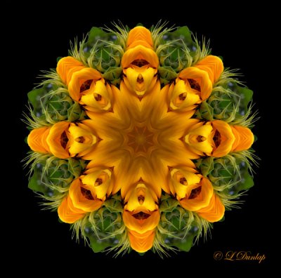 71 Sunflower Kaleidoscope