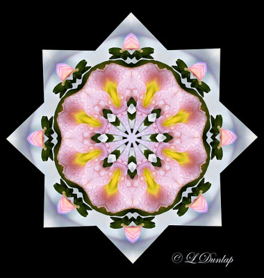 142.1 Lily 4 Kaleidoscope