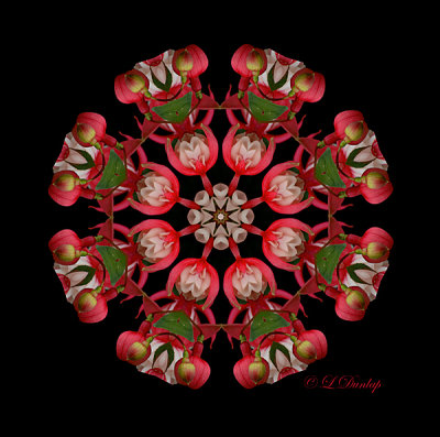 260.1 Fuchsia Kaleidoscope