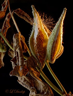 Milkweed 3