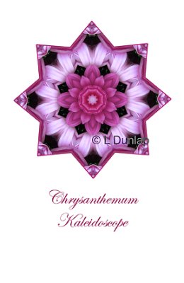 2 - Pink Chrysanthemum Kaleidoscope Card