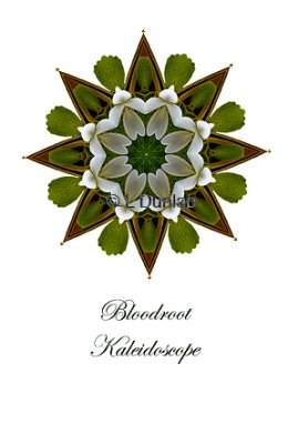 19 - Bloodroot Kaleidoscope Card
