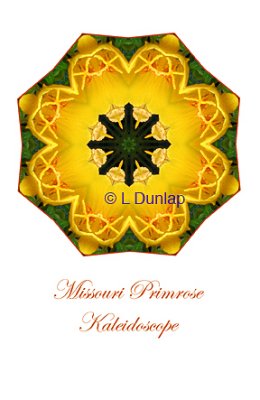 23 - Missouri Primrose Kaleidoscope Card