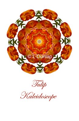 39 - Tulip Kaleidoscope Card