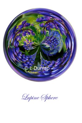 66 - Lupine Sphere Card
