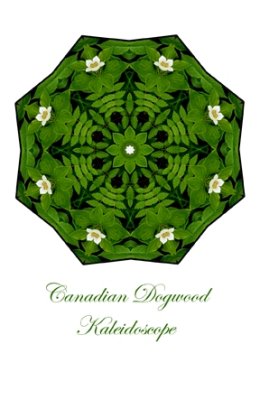 74 - Canadian Dogwood Kaleidoscope Card