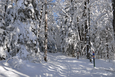 58.5 - Pattison Park Ski Trail