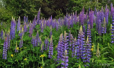 234.3 - Lupines