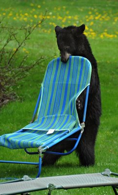 Its Spring... must be time to get out the lawn chairs.