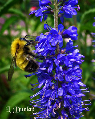 Bumble Bee On The Veronica