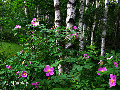 Wild Roses In The Birches
