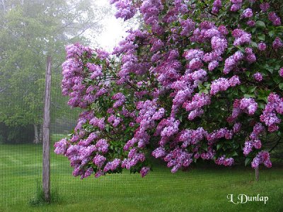 Lilacs In The Fog