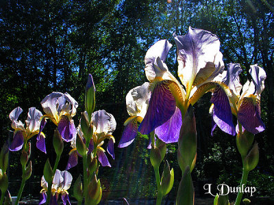 Sunbathing Iris Garden