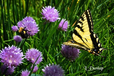 Bee And Butterfly In The Chives